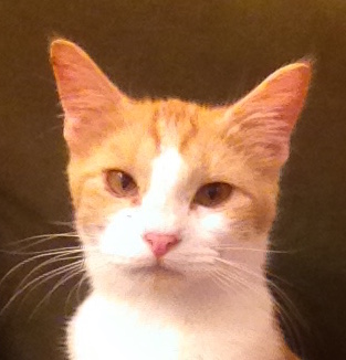 Mittens