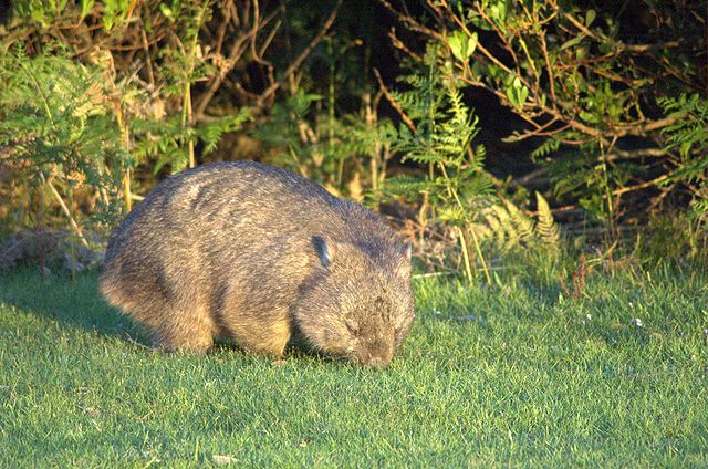 Majestic Wombat