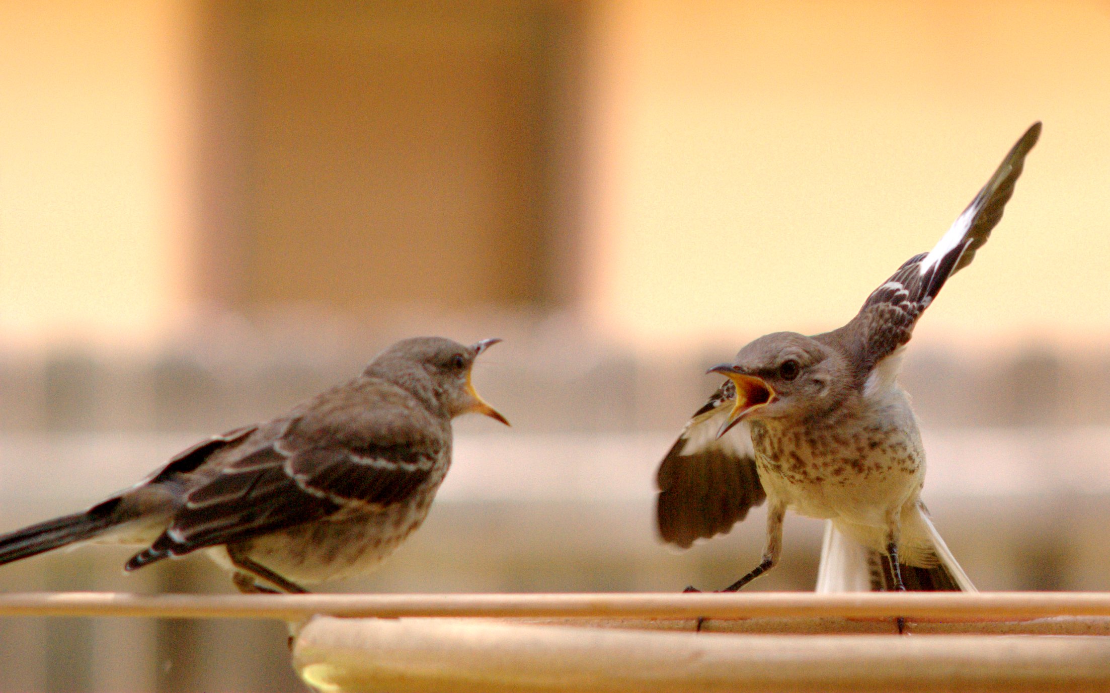 Conflict