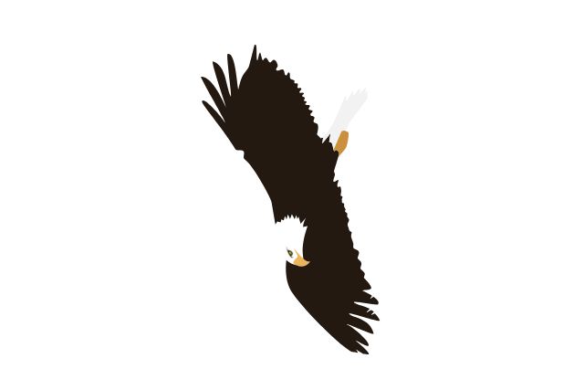 An eagle plummeting to earth, because I hate the Philadelphia Eagles.