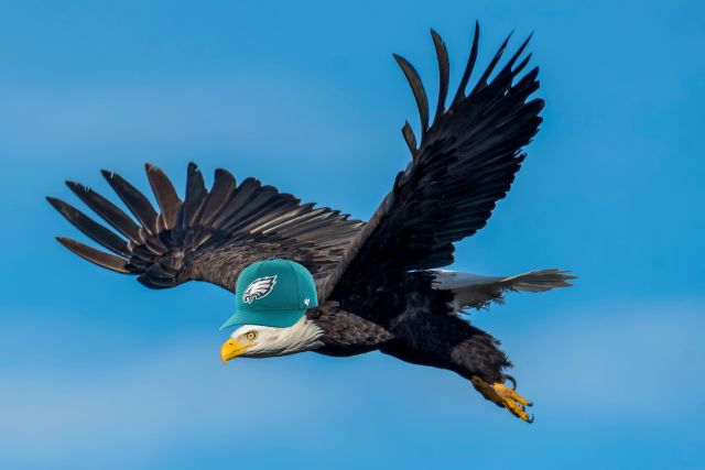 An eagle from Philadelphia wearing a Philadelphia Eagles hat.